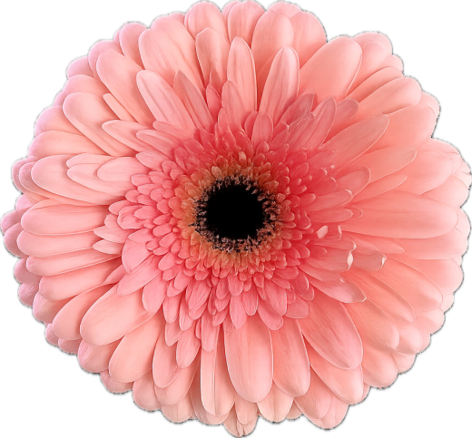 Gerbera Estrella 10 tallos
