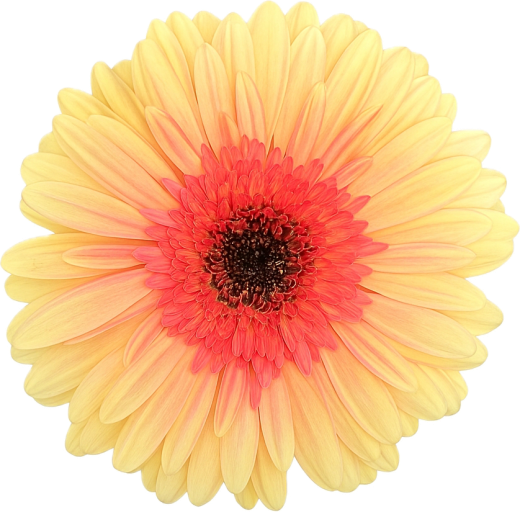 Gerbera Everglow 10 tallos
