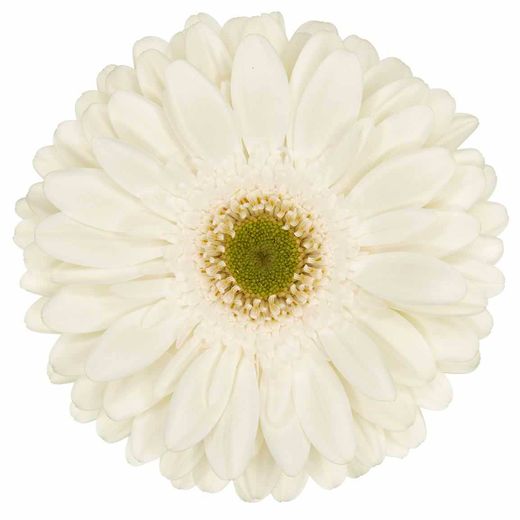 Gerbera Fahrenheit