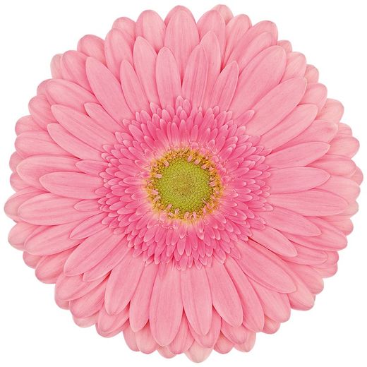 Gerbera Figaro