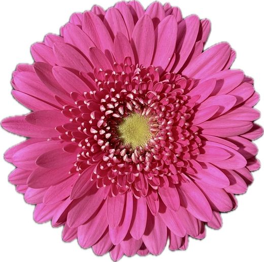Gerbera Jukebox