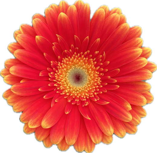 Gerbera Maracana 10 tallos