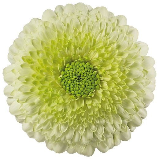 Germini Mini Kermit 10 tallos