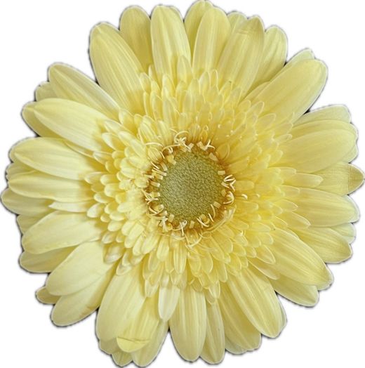 Germini Citron Vert 10 tiges