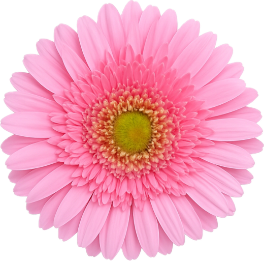 Gerbera Monterrey 10 tallos