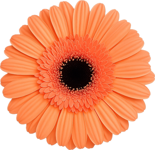 Gerbera Nectar 10 tallos