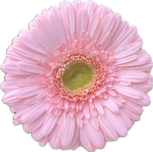 Gerbera Ravita 10 tallos