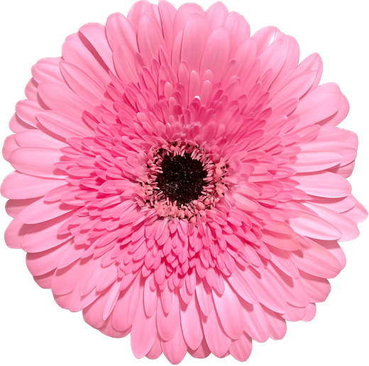 Gerbera Semmy 10 tallos