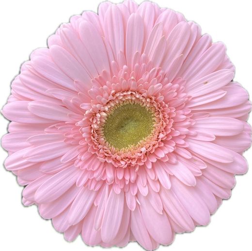Gerbera Silky Tears
