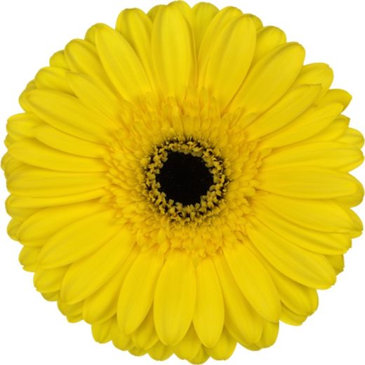 Gerbera Westeros