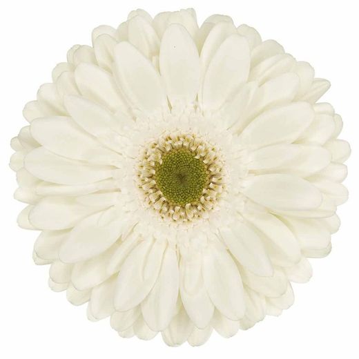 Gerbera White River