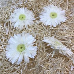Gerberas conservés Boîte 4 unités.