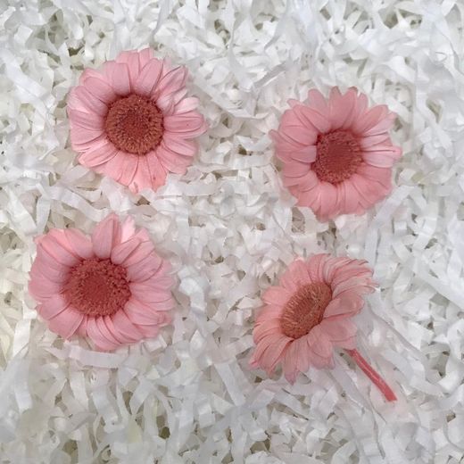 Gerberas conservés Boîte 4 unités.