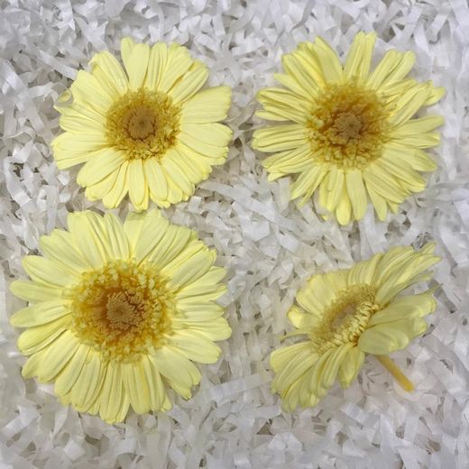 Gerberas conservés Boîte 4 unités.