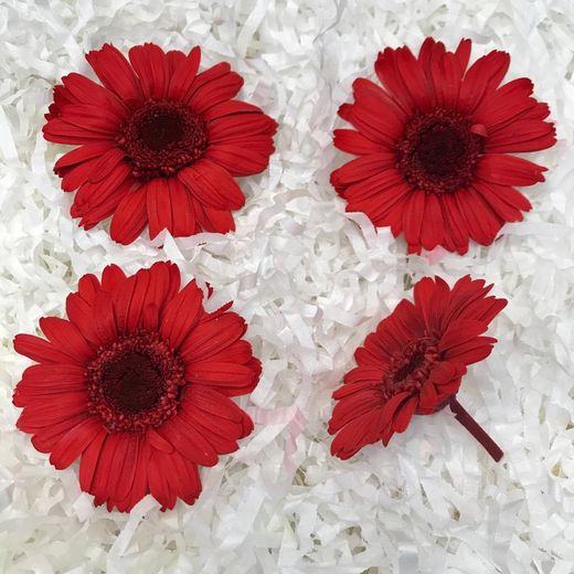 Gerberas conservés Boîte 4 unités.