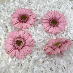 Gerberas conservés Boîte 4 unités.