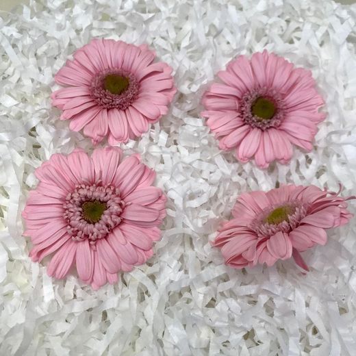 Gerberas conservés Boîte 4 unités.