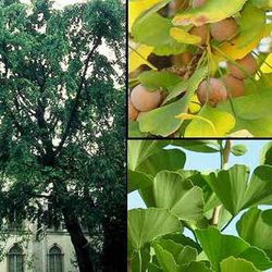 Ginkgo Biloba