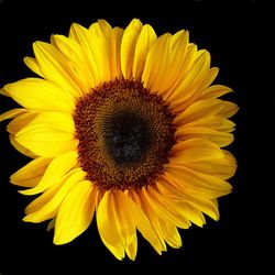 Girasol