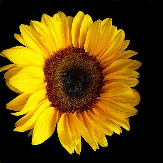 Gira-sol