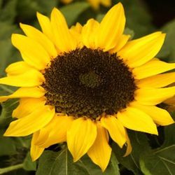 Girasol Deco