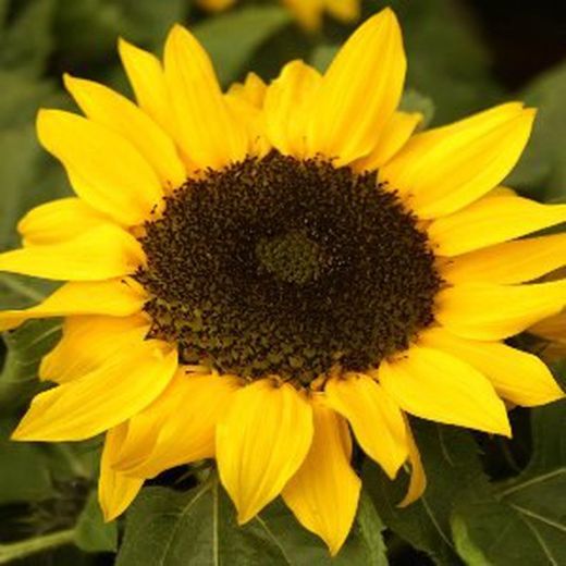 Girasol Deco