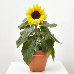 Girasol Deco