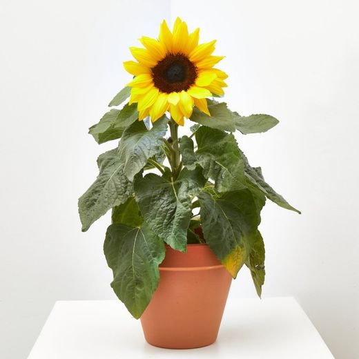 Girasol Deco