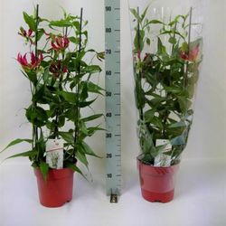 Gloriosa Rothschildiana 3T