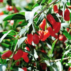 Goji