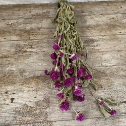 Gomphrena seca