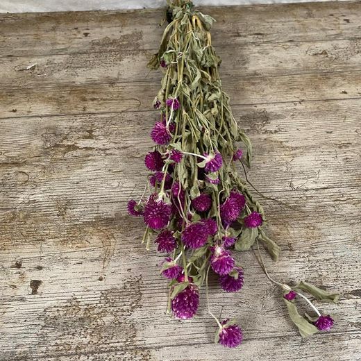 Gomphrena seca
