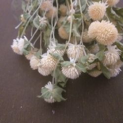 Gomphrena seca