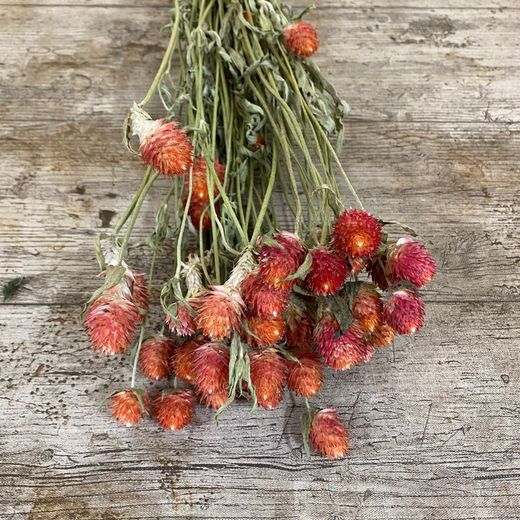 Gomphrena seca