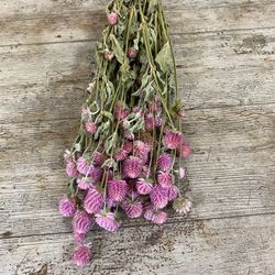 Gomphrena seca