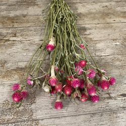 Gomphrena seca