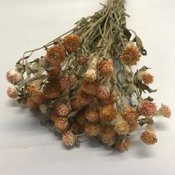 Gomphrena seca