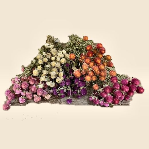 Gomphrena seca