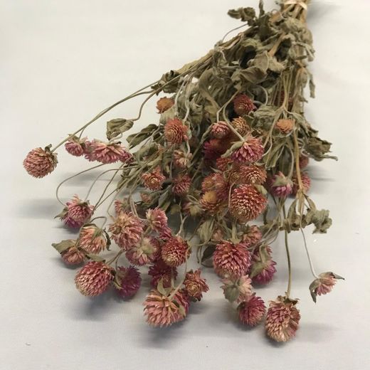 Gomphrena seca