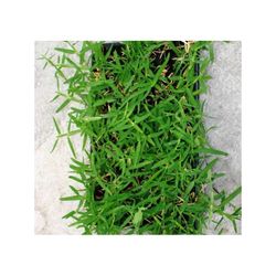 Grama americana. Bandeja 60 plantas