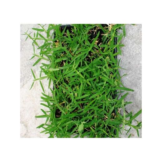 Grama americana. Bandeja 60 plantas