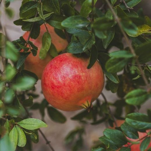 Granados mollars d'Elx (Valencians)