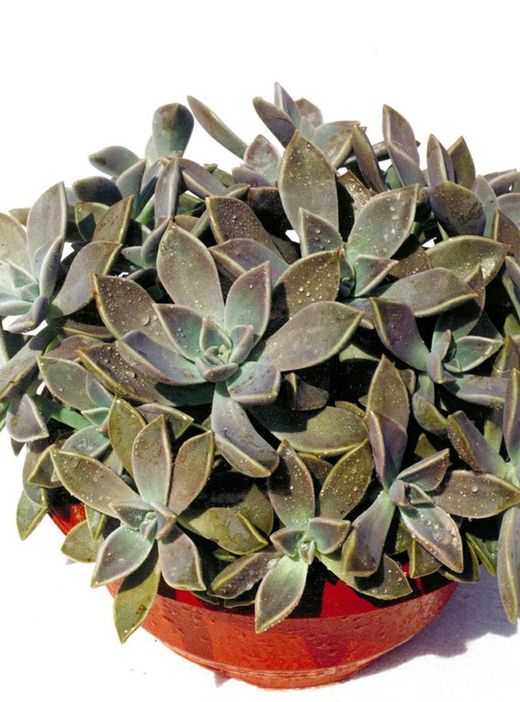 Graptopetalum Paraguayense