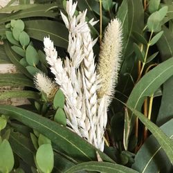 Guirnaldas Naturales Flor seca (1 m lineal)
