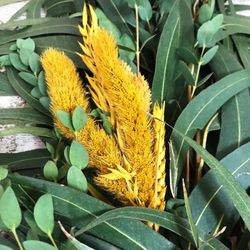 Guirnaldas Naturales Flor seca (1 m lineal)