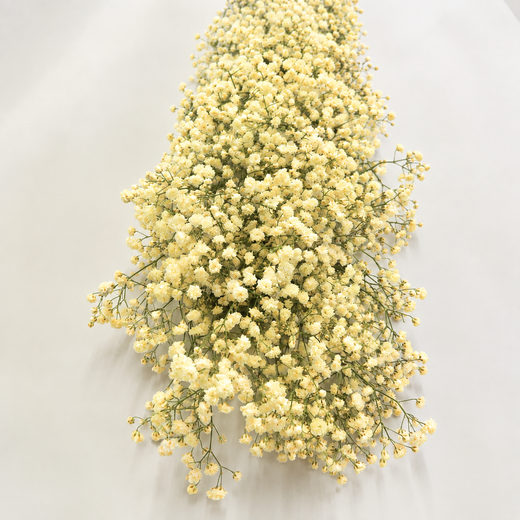Guirlandas naturais de Paniculata (1 m linear)