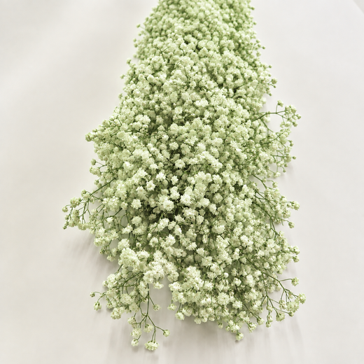 Guirlandas naturais de Paniculata (1 m linear)