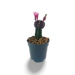 Gymnocalycium Mihanovichii Var