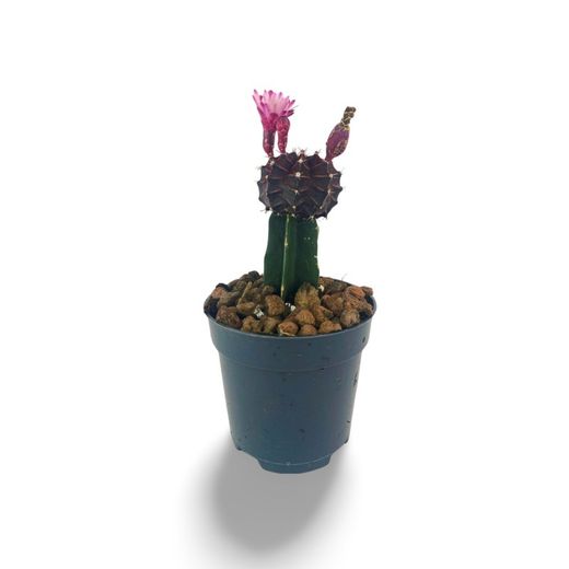 Gymnocalycium Mihanovichii Var
