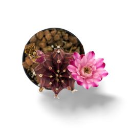 Gymnocalycium Mihanovichii Var